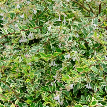 Abelia x grandiflora - 'Twist of Lime™' Glossy Abelia