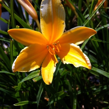 Hemerocallis - 'Aztec Gold' Daylily