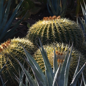 Echinocactus grusonii - Golden Barrel Cactus