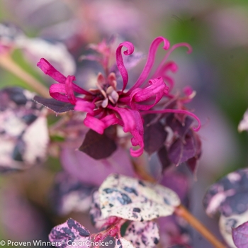 Loropetalum chinense - 'Jazz Hands Variegated®' Chinese Fringe-Flower