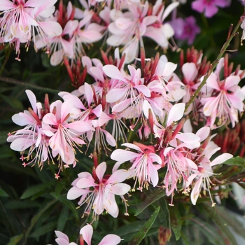 Gaura lindheimeri - 'Graceful Pink'