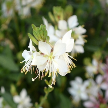Gaura lindheimeri - 'Graceful White'