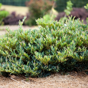 Distylium - 'Cinnamon Girl®' Dystilium