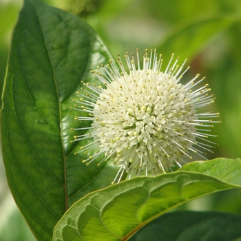 Cephalanthus occidentalis - 'Fiber Optics®' Buttonbush