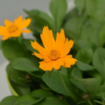 Coreopsis auriculata - 'Nana' Tickseed