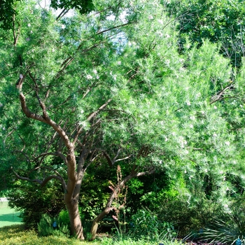 Chilopsis linearis - Desert Willow