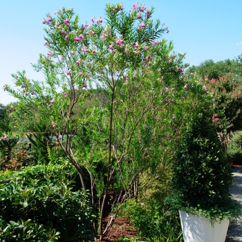 Chilopsis linearis - 'Bubba' Desert Willow