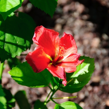 Hibiscus rosa-sinensis (Tropical Hibiscus) - Tradewinds™ 'Mandarin Wind'
