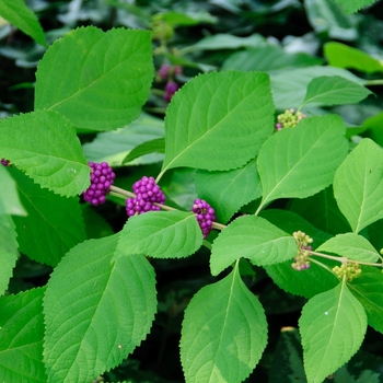 Callicarpa americana - Beautyberry