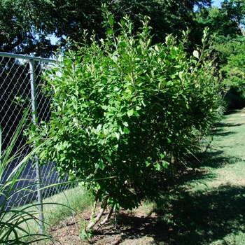 Ilex decidua - Possumhaw Holly