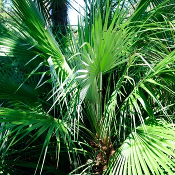 Chamaerops humilis - European Fan Palm