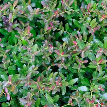 Ilex vomitoria - 'Bordeaux®' Dwarf Yaupon Holly