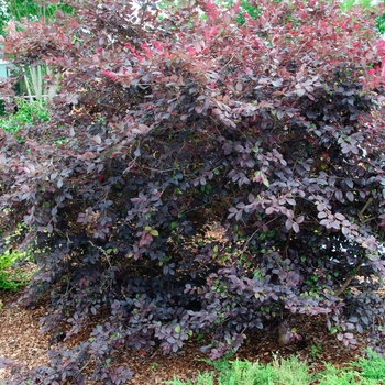 Loropetalum chinense (Chinese Fringeflower) - Glowing Horizons® 'Ever Red®'