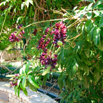 Millettia reticulata - Evergreen Wisteria