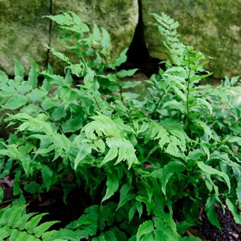 Polystichum makinoi - Holly Fern