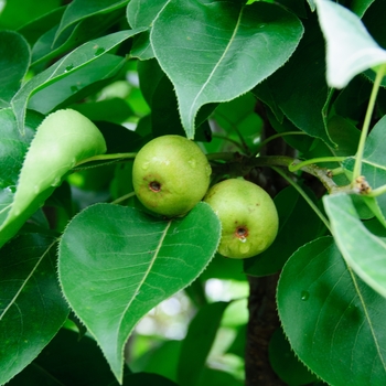 Pyrus - 'Southern Bartlett' Pear