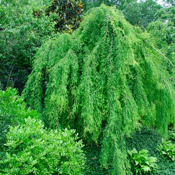 Taxodium distichum - 'Falling Waters' Weeping Bald Cypress
