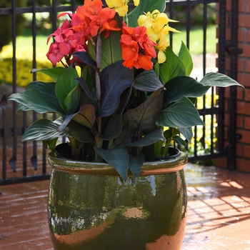 Canna x generalis (Canna Lily) - Cannova® 'Bronze Orange'