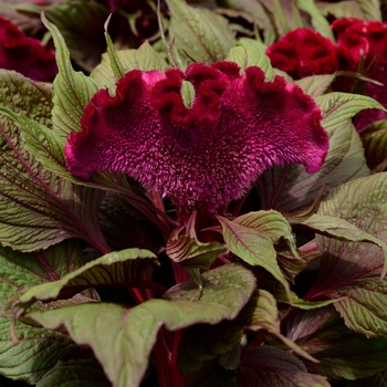 Celosia cristata - 'Dracula' Cockscomb