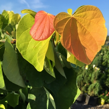 Cercis canadensis - 'The Rising Sun™' Redbud