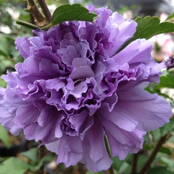 Hibiscus syriacus (Rose of Sharon) - Smoothie™ 'Blueberry Smoothie™'