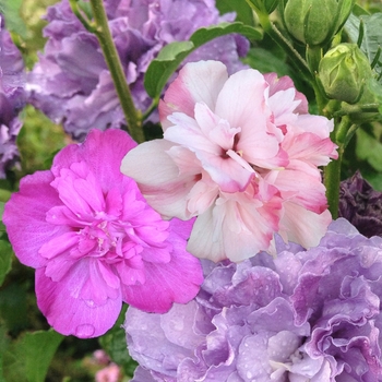 Hibiscus syriacus - Rose of Sharon