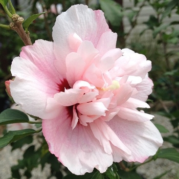 Hibiscus syriacus (Althea) - Smoothie™ 'Strawberry Smoothie™'