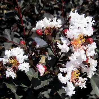 Lagerstroemia - 'Ebony & Ivory' Crapemyrtle