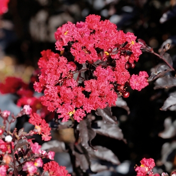 Lagerstroemia - 'Ebony Embers' Crapemyrtle