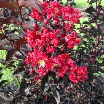Lagerstroemia - 'Ebony Fire' Crapemyrtle