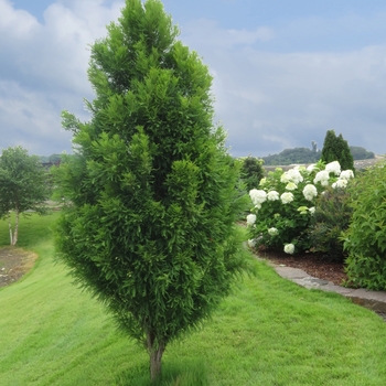 Taxodium distichum - 'Lindsey's Skyward™' Bald Cypress