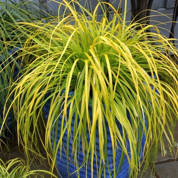 Carex oshimensis (Sedge) - EverColor® 'Everillo'