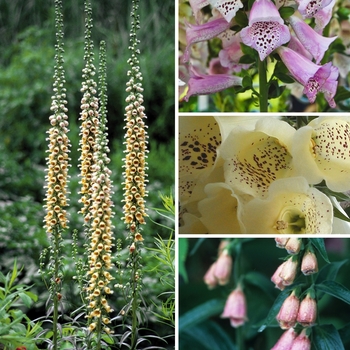Digitalis - Assorted Foxglove