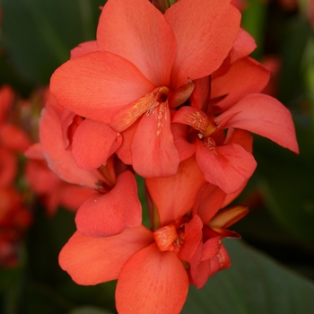 Canna x generalis (Canna Lily) - Cannova® 'Red Shades'