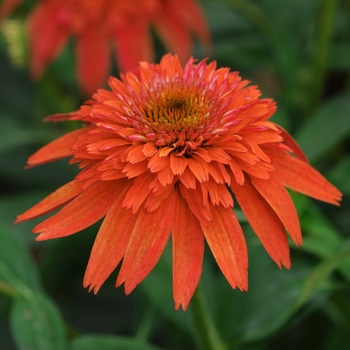 Echinacea (Coneflower) - Double Scoop™ 'Mandarin'
