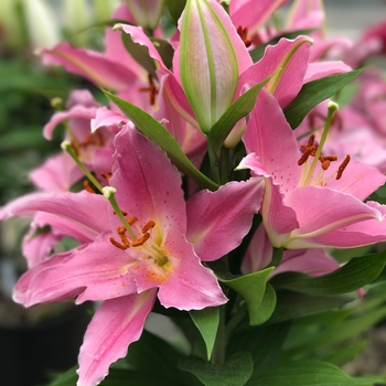 Lilium 'Sunny Camino' PPAF (Oriental Lily) - Lily Looks Sunny Camino