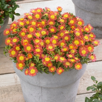 Delosperma cooperi (Ice Plant) - Wheels of Wonder® 'Fire'