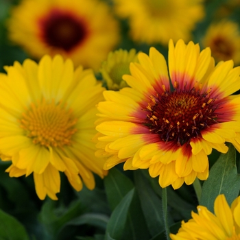 Gaillardia x grandiflora (Blanket flower) - Mesa™ 'Bright Bicolor'