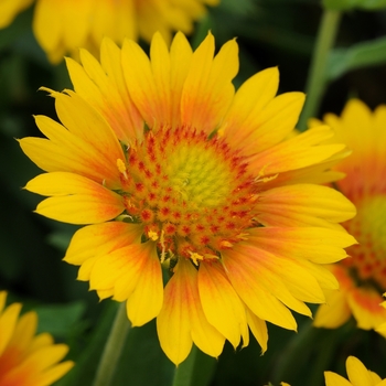 Gaillardia x grandiflora (Blanket Flower) - Mesa™ 'Peach'