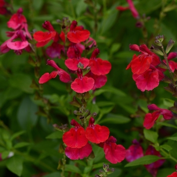 Salvia greggii (Sage) - Mirage™ 'Cherry Red'