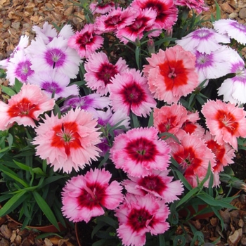 Dianthus chinensis (Pinks) - Diana 'Picotee Mix'