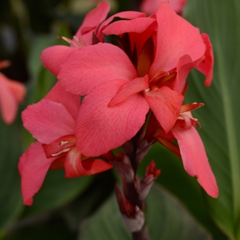 Canna x generalis (Canna Lily) - Cannova® 'Rose'