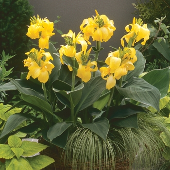 Canna x generalis (Canna Lily) - Cannova® 'Yellow'