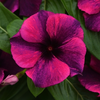 Catharanthus roseus (Vinca, Madagascar Periwinkle) - Tattoo™ Black Cherry