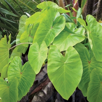 Colocasia esculenta (Elephant's Ear) - Royal Hawaiian® 'Maui Gold'