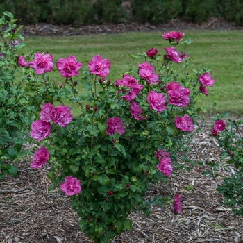 Hibiscus syriacus - 'Magenta Chiffon®' Rose of Sharon