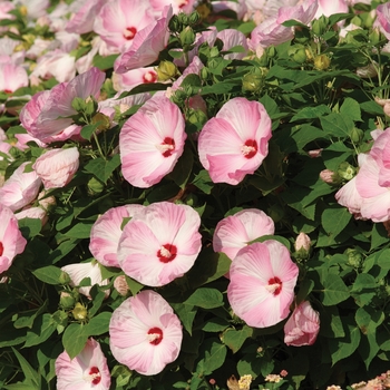 Hibiscus moscheutos (Hardy Hibiscus) - Luna™ 'Pink Swirl'