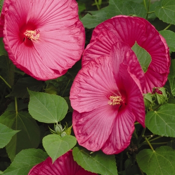 Hibiscus moscheutos (Hardy Hibiscus) - Luna™ 'Rose'