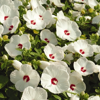 Hibiscus moscheutos (Hardy Hibiscus) - Luna™ 'White'