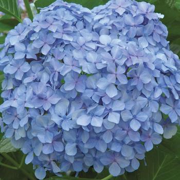 Hydrangea macrophylla - 'Big Daddy' Bigleaf Hydrangea